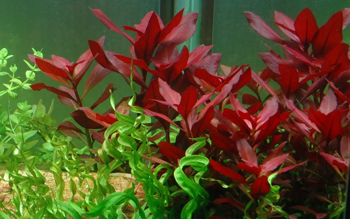 Tropica Akvarieplante i potte Ludwigia repens Rubin